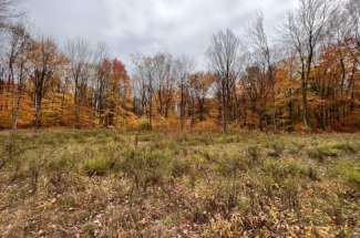 12.5 Beautiful Acres of Wooded Property – 10068 Penfield Road